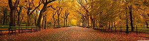 Golden Autumn Pathway in Central Park with Yellow Trees and Fallen Leaves HD wallpaper