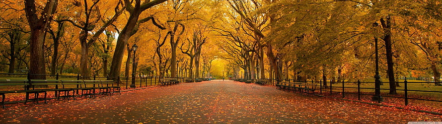 Golden Autumn Pathway in Central Park with Yellow Trees and Fallen Leaves HD wallpaper