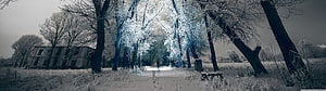 Frost-covered trees lining a quiet path beside an old building in a cold winter landscape HD wallpaper