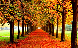 Vibrant Autumn Tree Tunnel Path Covered in Golden and Orange Foliage HD wallpaper