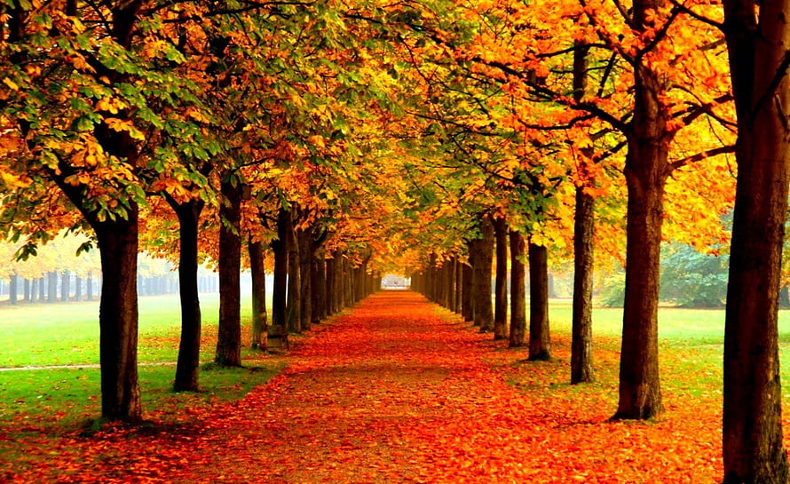 Vibrant Autumn Tree Tunnel Path Covered in Golden and Orange Foliage HD wallpaper