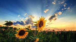 Vibrant Sunflower Field at Sunset with Golden Sun Rays and Blue Sky HD wallpaper