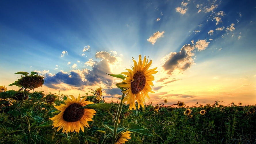 Vibrant Sunflower Field at Sunset with Golden Sun Rays and Blue Sky HD wallpaper