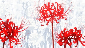 Vibrant Red Spider Lilies Against a Soft White Floral Background HD wallpaper