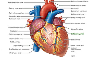 Labeled Human Heart Anatomy Diagram Showing Major Arteries and Veins, Of Heart Anatomy Pic Human Heart, #human heart HD wallpaper
