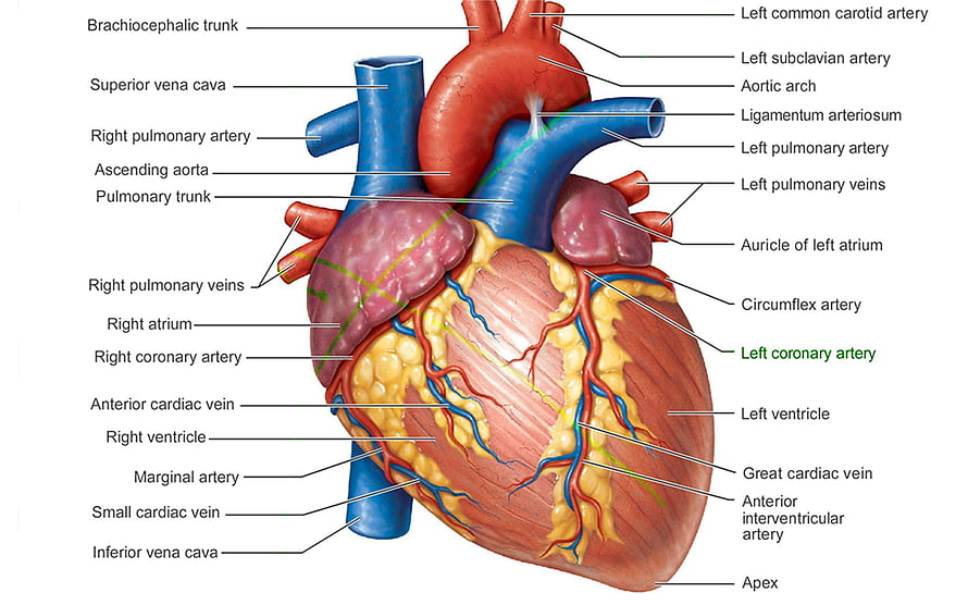 Labeled Human Heart Anatomy Diagram Showing Major Arteries and Veins, Of Heart Anatomy Pic Human Heart, #human heart HD wallpaper