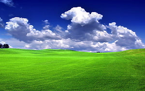 Vast Green Pasture Under a Deep Blue Sky with Fluffy White Clouds HD wallpaper