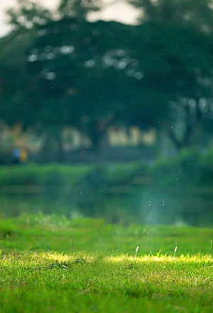 Serene Green Grass Lawn With Blurred Trees And Misty Background HD phone wallpaper