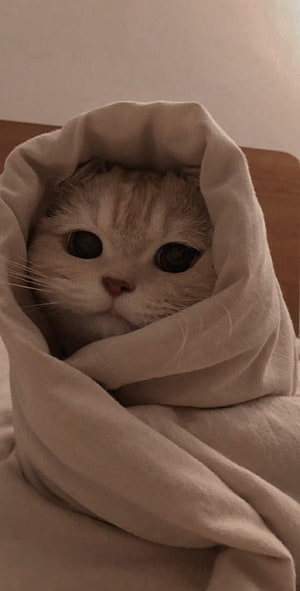 Cozy Cream Tabby Cat Wrapped in a Soft Beige Blanket HD phone wallpaper