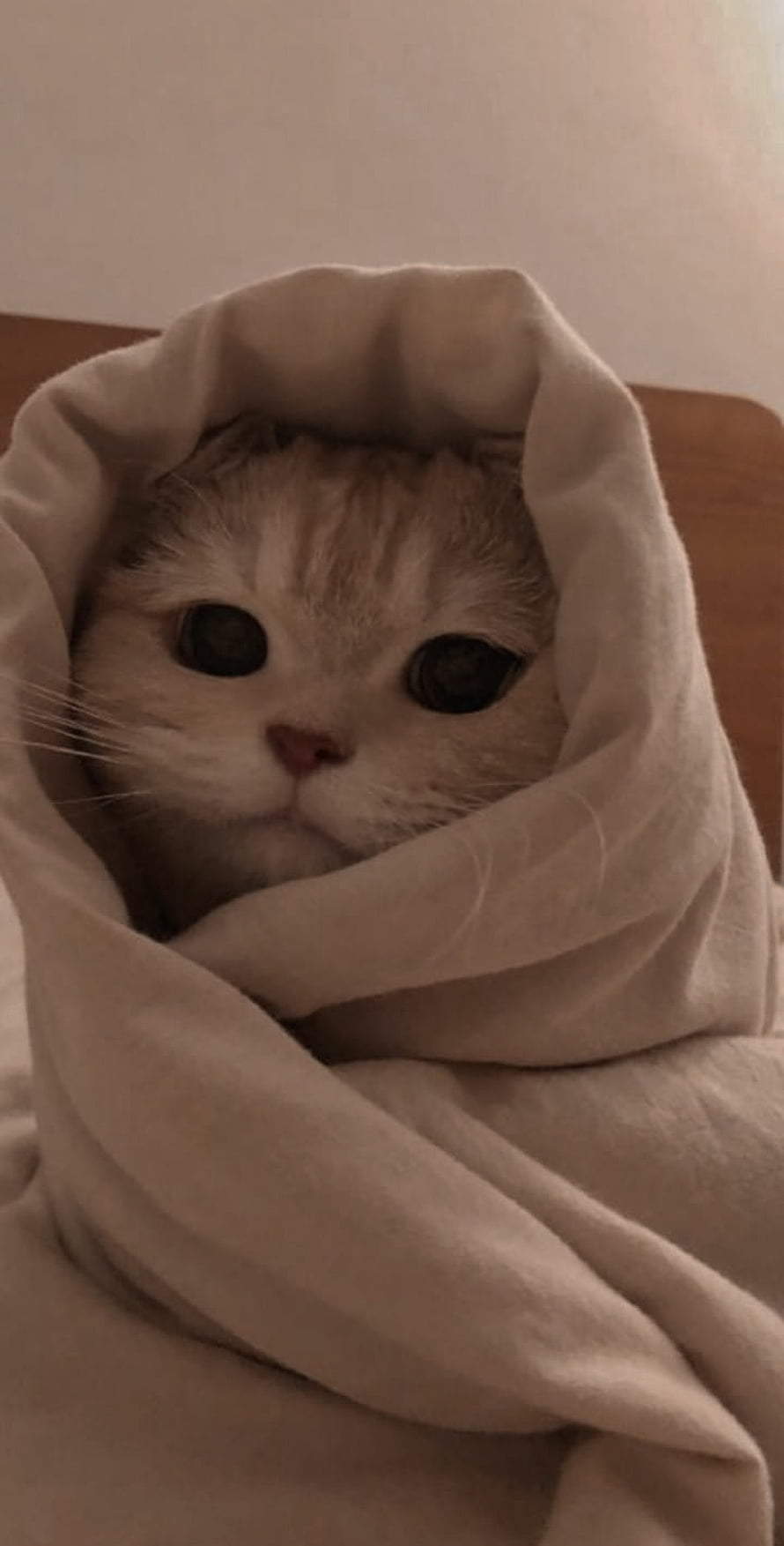 Cozy Cream Tabby Cat Wrapped in a Soft Beige Blanket HD phone wallpaper