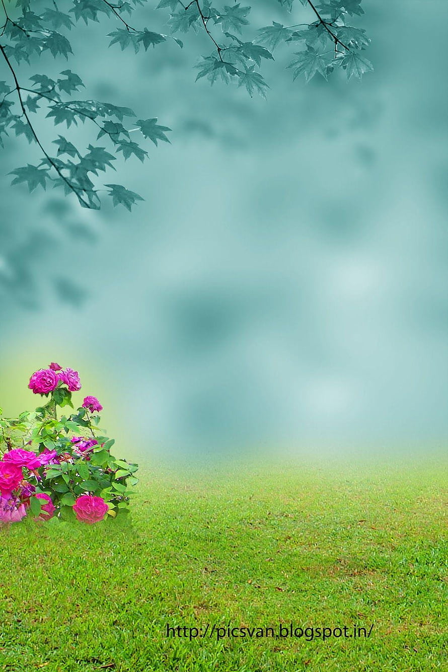 Serene Garden Scene with Vibrant Pink Roses and Misty Green Background HD phone wallpaper
