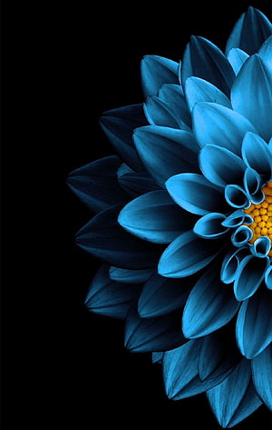 Vibrant Blue Dahlia Flower with Yellow Center on Black Background HD phone wallpaper