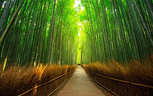 Arashiyama Bamboo Grove Path in Kyoto Japan with Tall Green Stalks and Woven Fences HD wallpaper