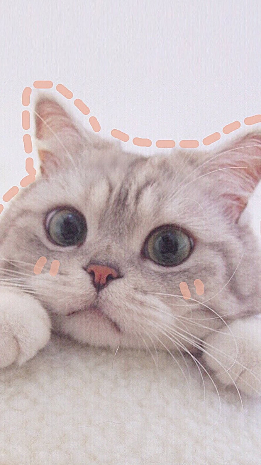 Adorable Silver Tabby Cat With Doodle Overlay And Soft Pastel Aesthetic HD phone wallpaper