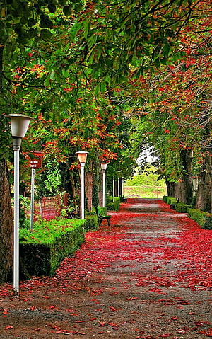 Scenic Park Pathway Covered in Vibrant Red Fallen Leaves Under Green Canopy HD phone wallpaper
