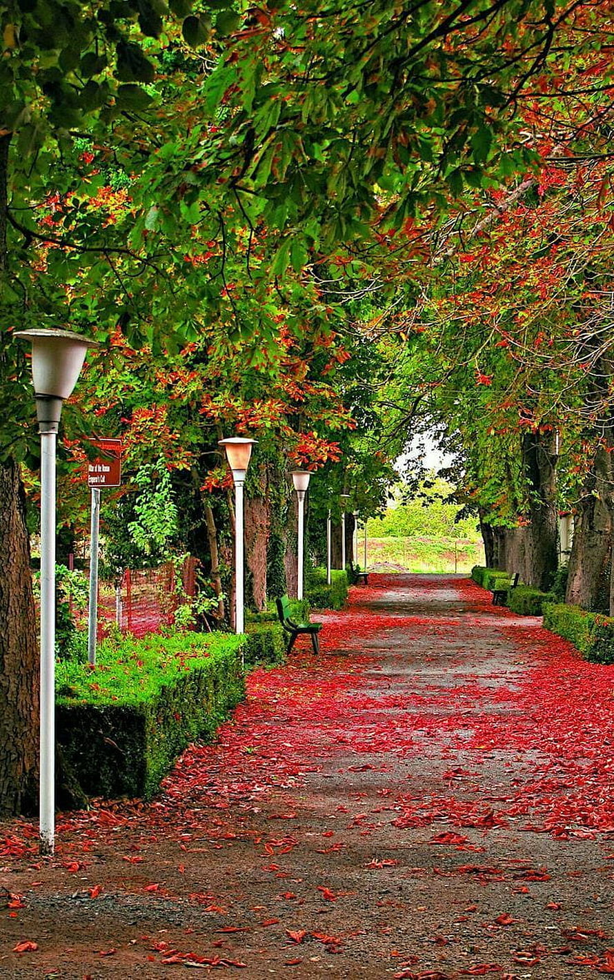 Scenic Park Pathway Covered in Vibrant Red Fallen Leaves Under Green Canopy HD phone wallpaper