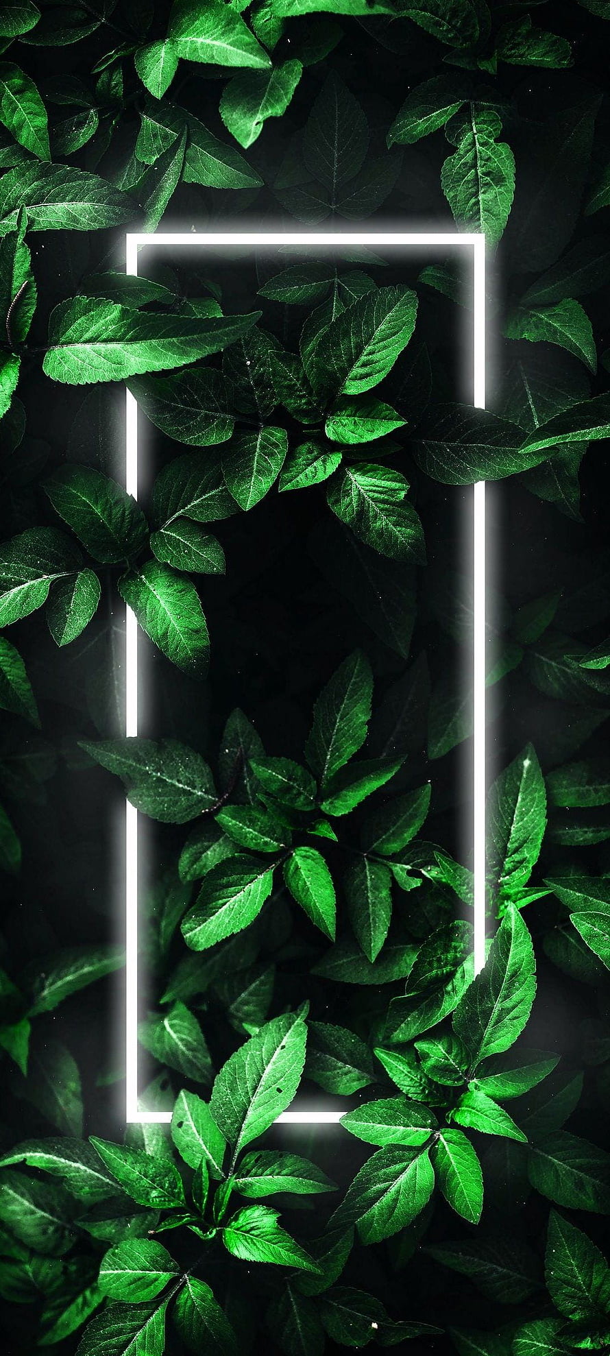 Dark Green Leafy Foliage with Glowing White Neon Rectangle Frame HD phone wallpaper