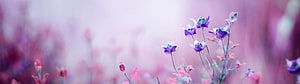 Delicate Purple Wildflowers in a Soft Pink Spring Meadow HD wallpaper