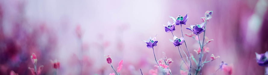 Delicate Purple Wildflowers in a Soft Pink Spring Meadow HD wallpaper