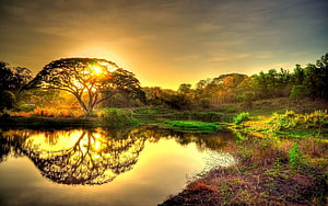 Golden sunset over a calm pond with a large tree silhouette and lush greenery HD wallpaper