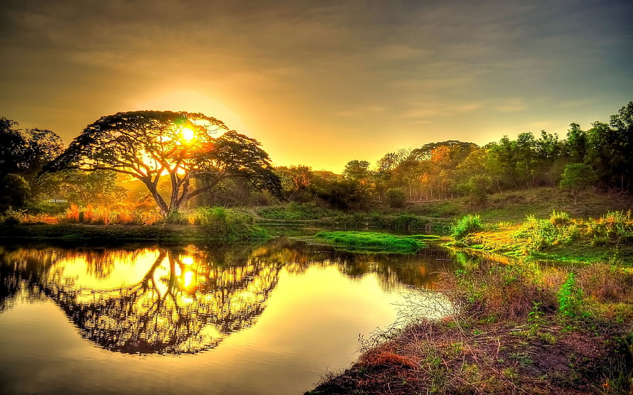 Golden sunset over a calm pond with a large tree silhouette and lush greenery HD wallpaper