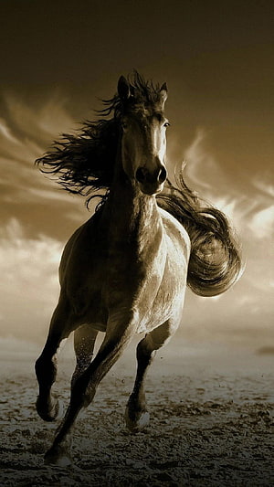 Majestic galloping horse with flowing mane and tail against a dramatic sepia sky, Running Horse For Mobile ... tip, running horse HD phone wallpaper