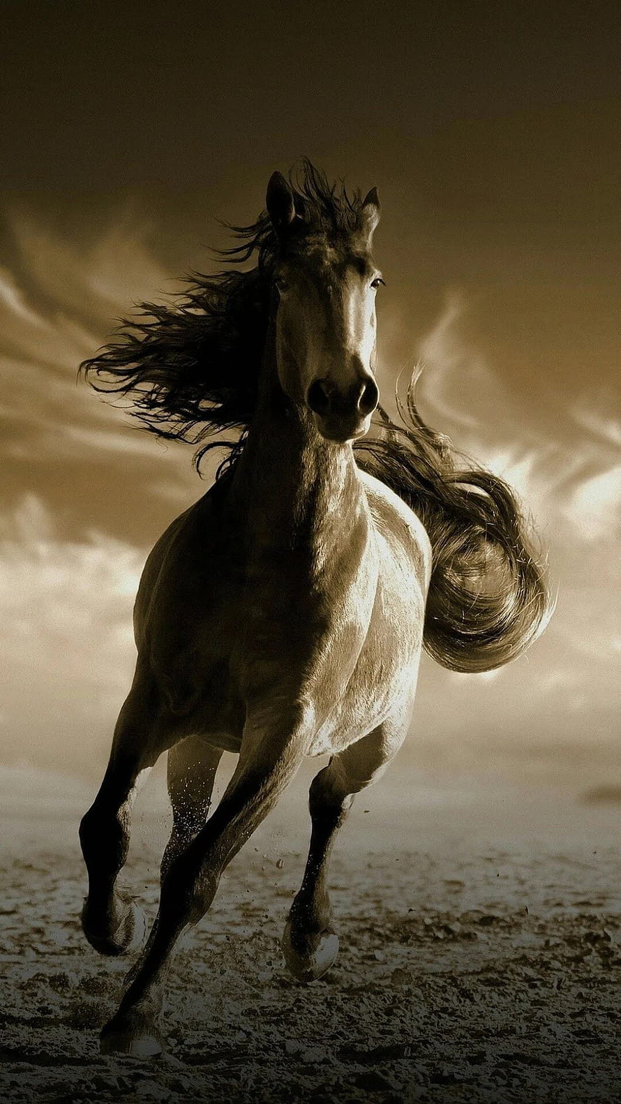 Majestic galloping horse with flowing mane and tail against a dramatic sepia sky, Running Horse For Mobile ... tip, running horse HD phone wallpaper