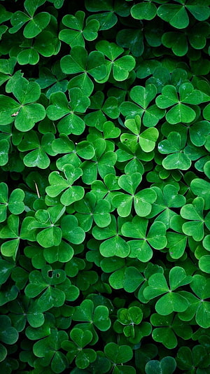 Lush Green Clover Leaves Background HD phone wallpaper