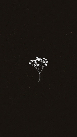 Minimalist White Gypsophila Flower on Dark Black Background HD phone wallpaper