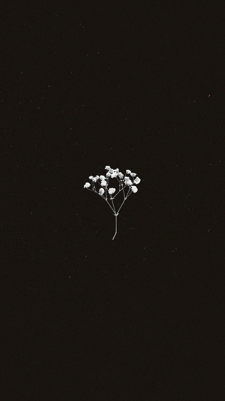 Minimalist White Gypsophila Flower on Dark Black Background HD phone wallpaper
