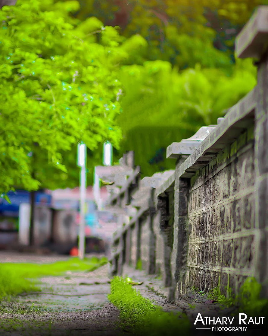 Vibrant Green Trees Lining a Stone Wall Pathway in Soft Focus HD phone wallpaper