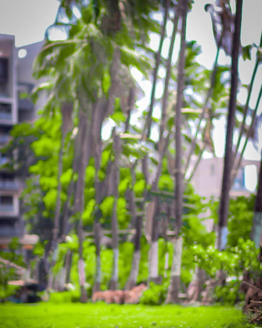 Blurred Tropical Palm Grove with Lush Green Foliage and Urban Buildings in Background HD phone wallpaper