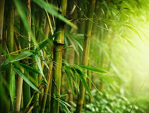 Lush Green Bamboo Stalks and Leaves in a Sunlit Forest HD wallpaper