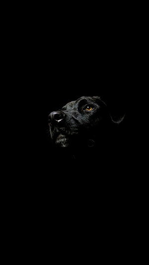 Dramatic Black Dog Portrait with Glowing Amber Eyes Against a Dark Background HD phone wallpaper