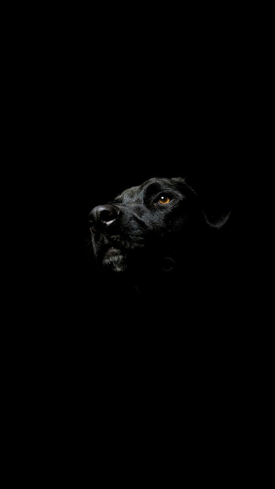 Dramatic Black Dog Portrait with Glowing Amber Eyes Against a Dark Background HD phone wallpaper