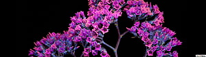 Vibrant Purple Statice Flowers Against a Black Background HD wallpaper
