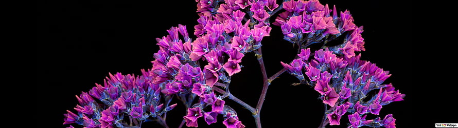 Vibrant Purple Statice Flowers Against a Black Background HD wallpaper