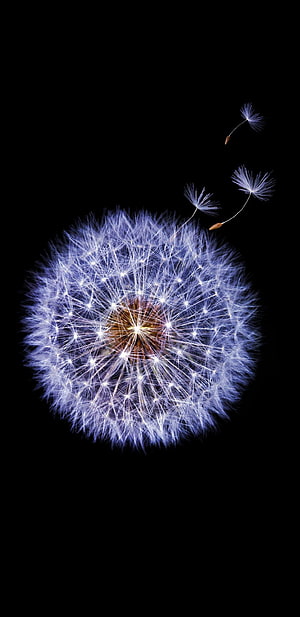 Glowing Dandelion Seed Head with Drifting Seeds on Black Background HD phone wallpaper