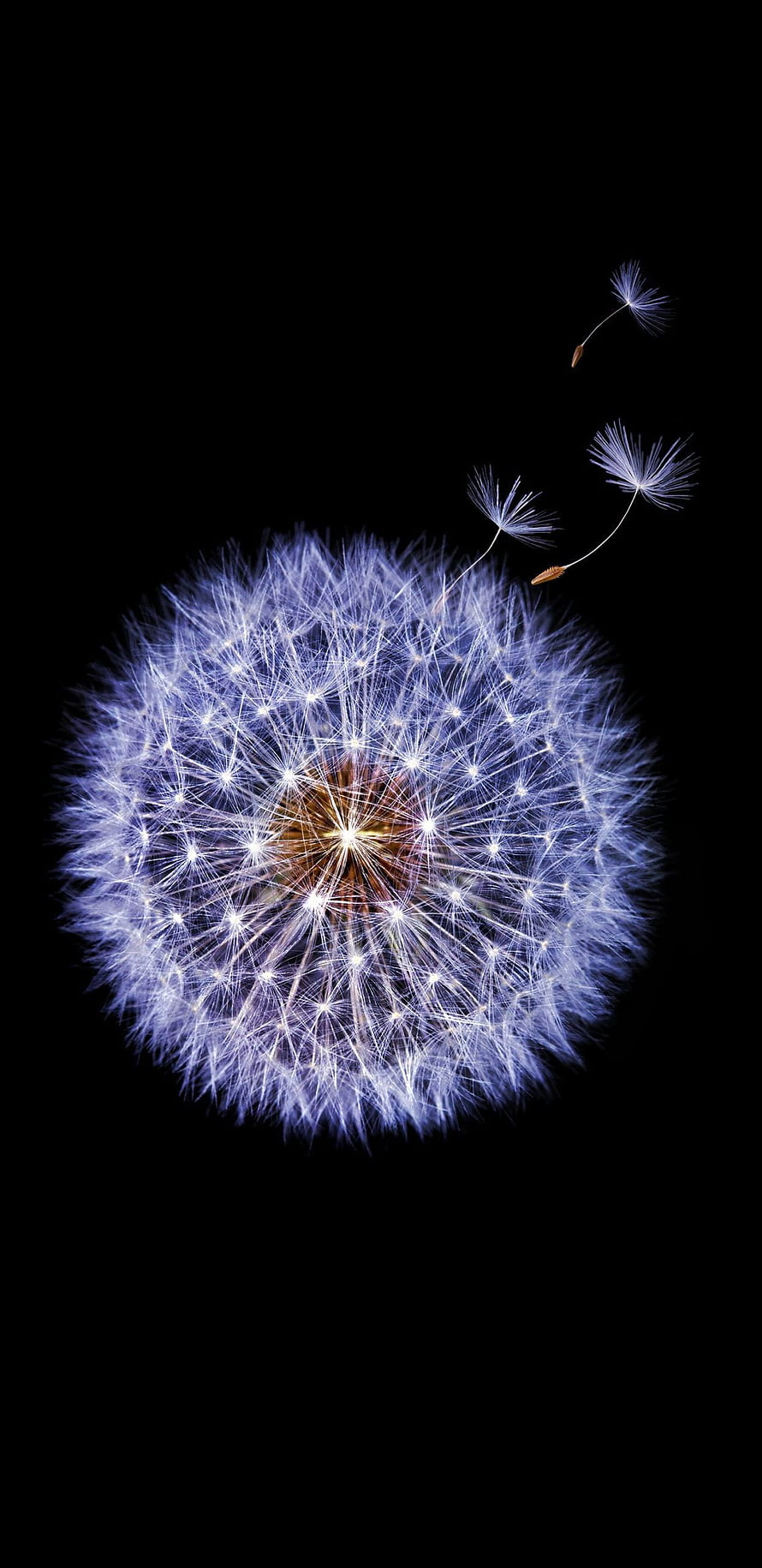 Glowing Dandelion Seed Head with Drifting Seeds on Black Background HD phone wallpaper