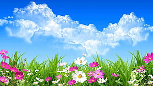 Vibrant Pink and White Cosmos Flowers Blooming in Green Grass Under Blue Sky HD wallpaper