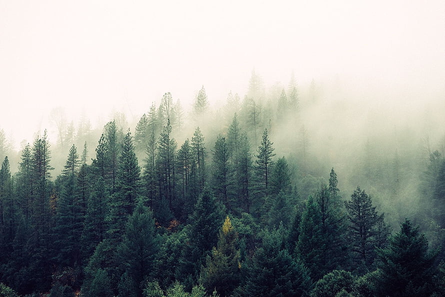 Misty Evergreen Forest Landscape with Soft Morning Fog and Pine Trees HD wallpaper