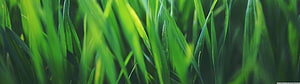 Vibrant Spring Grass Blades in Soft Focus with Lush Green Tones HD wallpaper