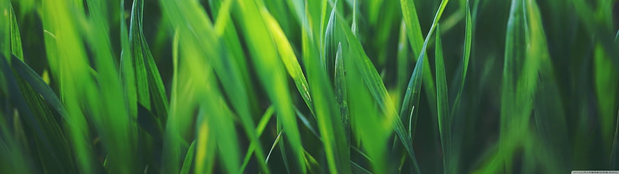 Vibrant Spring Grass Blades in Soft Focus with Lush Green Tones HD wallpaper