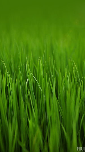 Vibrant Green Grass Blades in Soft Focus Nature Photography HD phone wallpaper