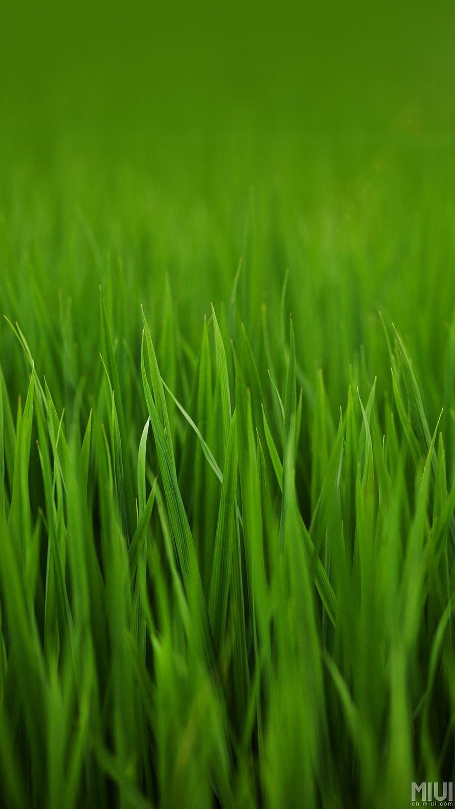 Vibrant Green Grass Blades in Soft Focus Nature Photography HD phone wallpaper