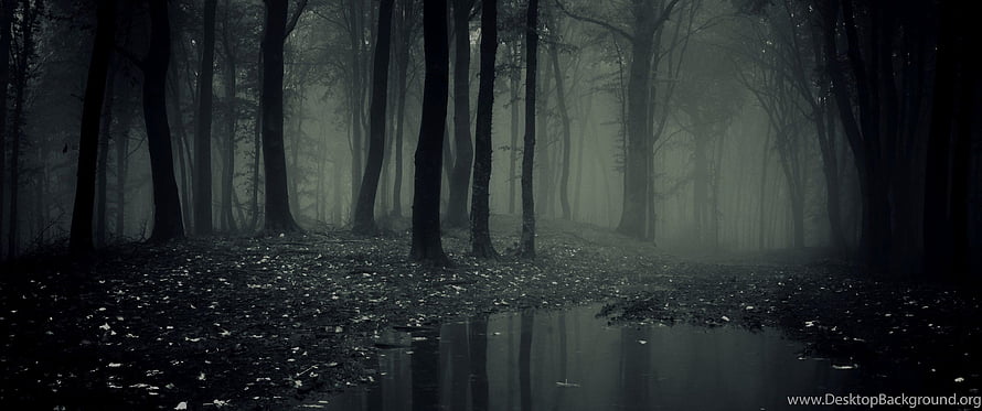 Misty Dark Forest with Foggy Trees and Reflective Puddle HD wallpaper
