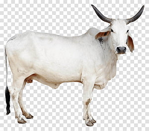 White Indian Zebu Bull with Long Horns and Prominent Hump on Transparent Background HD wallpaper