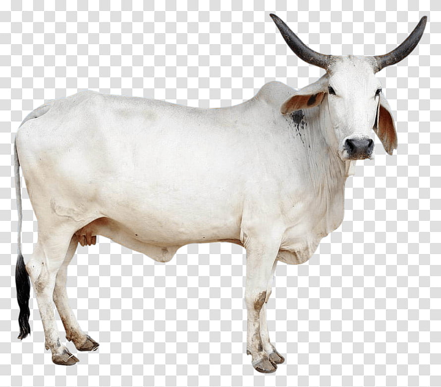 White Indian Zebu Bull with Long Horns and Prominent Hump on Transparent Background HD wallpaper