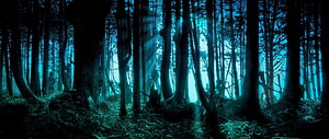 Mystical Dark Forest with Ethereal Blue Light Rays and Tall Pine Trees HD wallpaper