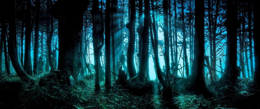 Mystical Dark Forest with Ethereal Blue Light Rays and Tall Pine Trees HD wallpaper